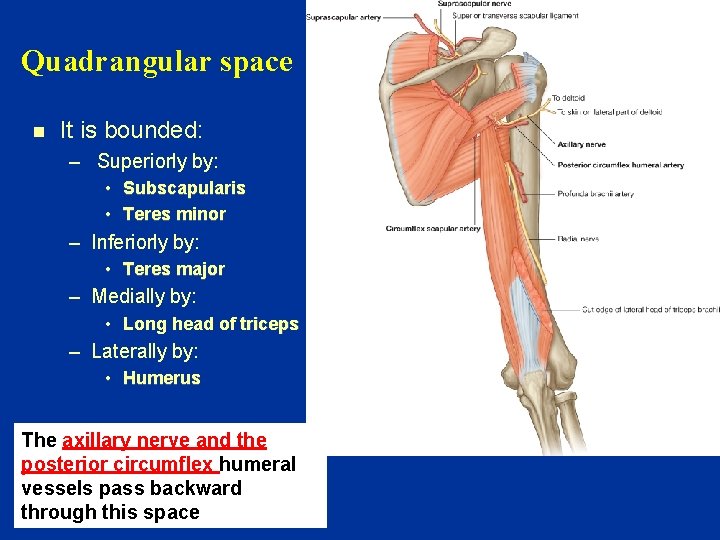 Quadrangular space n It is bounded: – Superiorly by: • Subscapularis • Teres minor