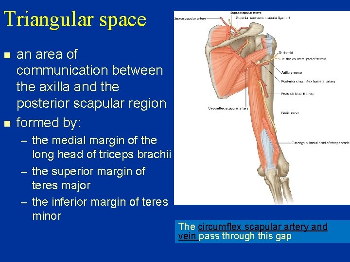 Triangular space n n an area of communication between the axilla and the posterior
