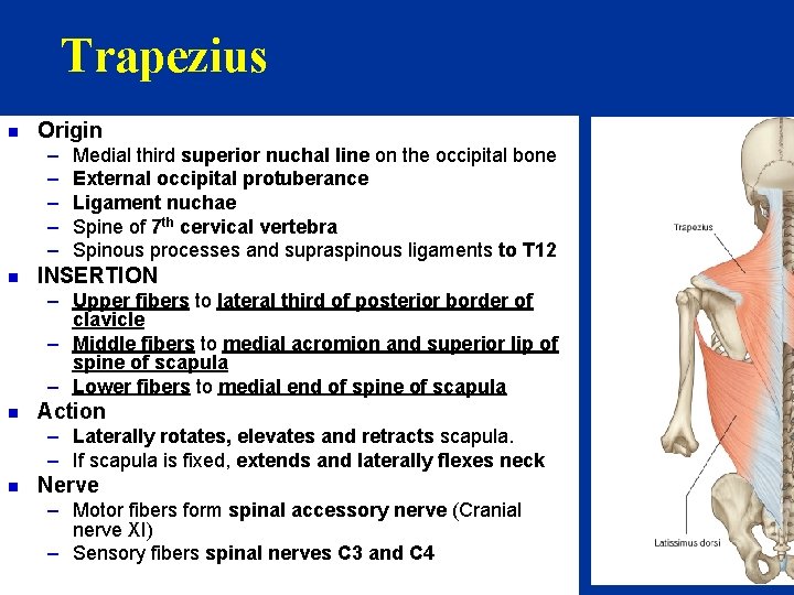 Trapezius n Origin – – – n Medial third superior nuchal line on the