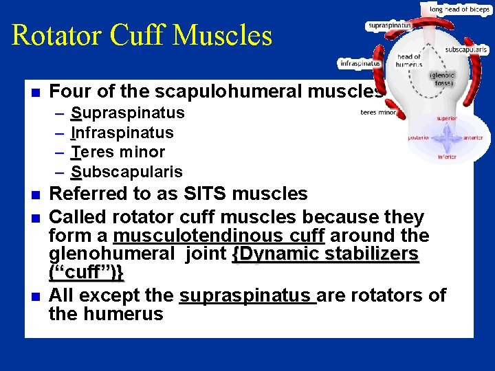 Rotator Cuff Muscles n Four of the scapulohumeral muscles – – n n n