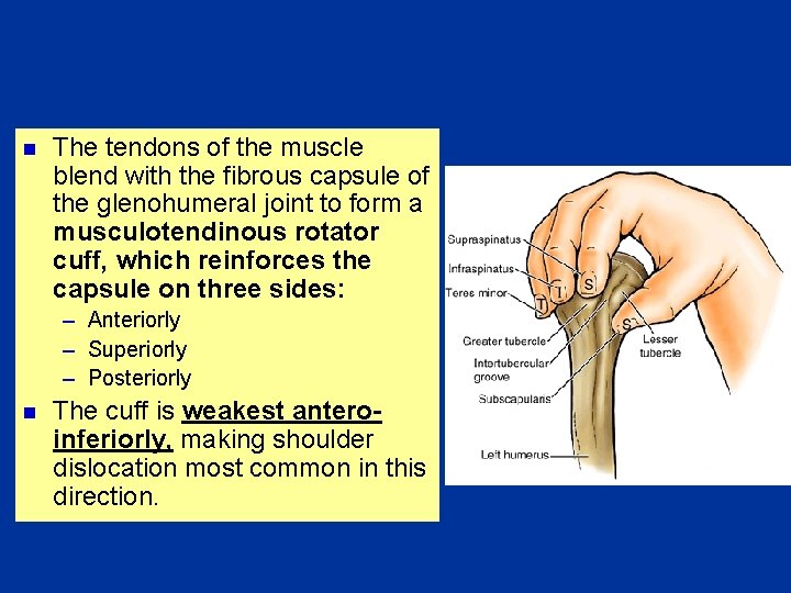 n The tendons of the muscle blend with the fibrous capsule of the glenohumeral