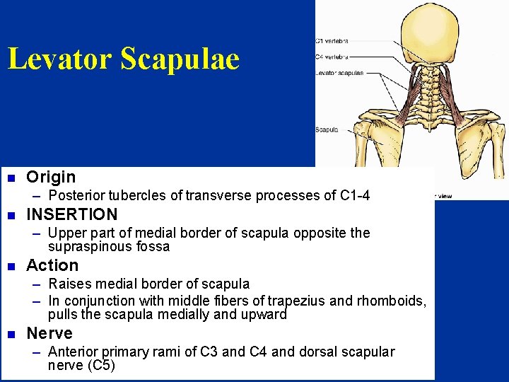 Levator Scapulae n Origin – Posterior tubercles of transverse processes of C 1 -4