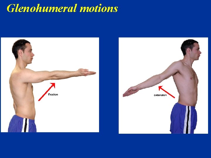 Glenohumeral motions 