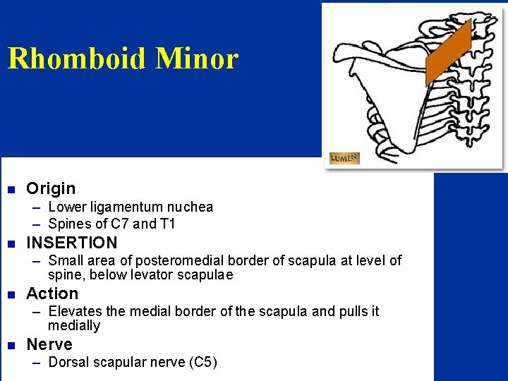 Rhomboid Minor n Origin – Lower ligamentum nuchea – Spines of C 7 and