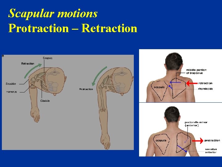 Scapular motions Protraction – Retraction 