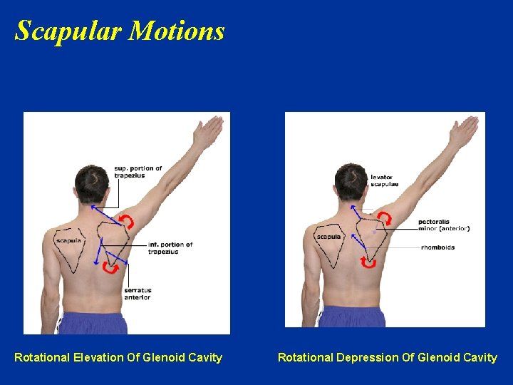 Scapular Motions Rotational Elevation Of Glenoid Cavity Rotational Depression Of Glenoid Cavity 