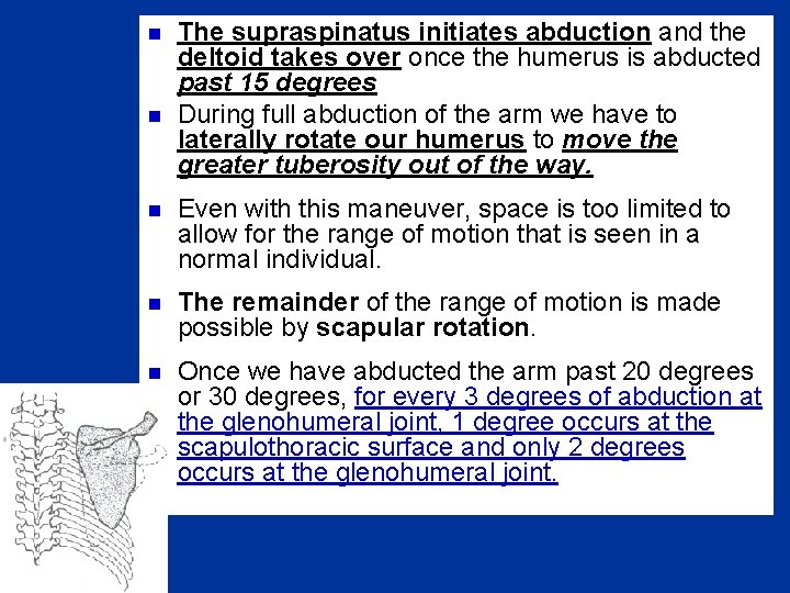 n n The supraspinatus initiates abduction and the deltoid takes over once the humerus