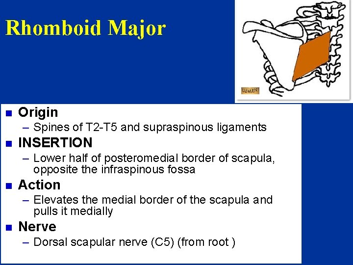 Rhomboid Major n Origin – Spines of T 2 -T 5 and supraspinous ligaments