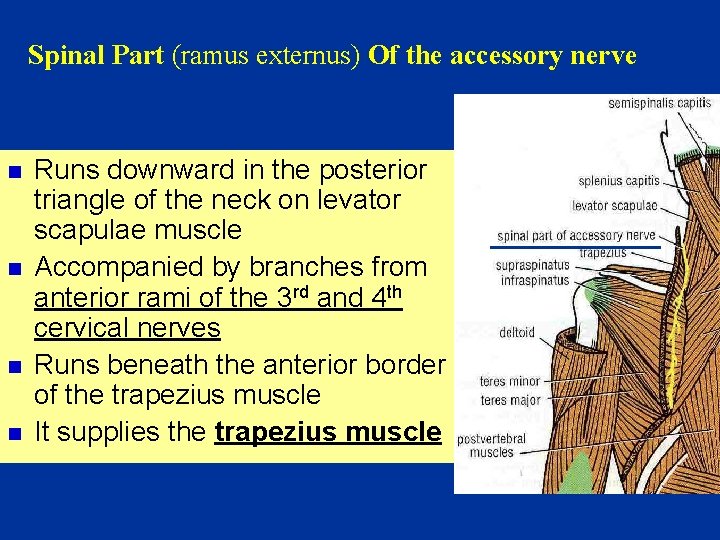 Spinal Part (ramus externus) Of the accessory nerve n n Runs downward in the