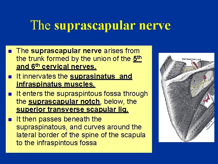 The suprascapular nerve n n The suprascapular nerve arises from the trunk formed by