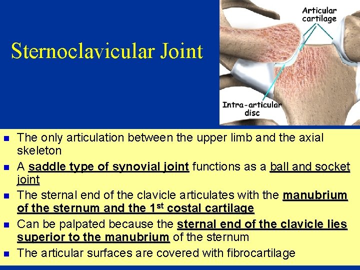 Sternoclavicular Joint n n n The only articulation between the upper limb and the