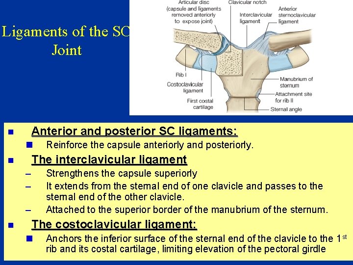 Ligaments of the SC Joint Anterior and posterior SC ligaments: n n The interclavicular