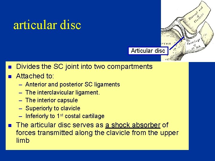 articular disc Articular disc n n Divides the SC joint into two compartments Attached