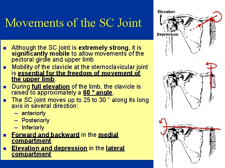 Movements of the SC Joint n n n Although the SC joint is extremely