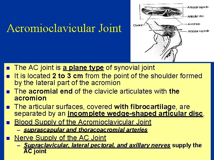 Acromioclavicular Joint n n n The AC joint is a plane type of synovial