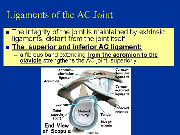 Ligaments of the AC Joint n n The integrity of the joint is maintained