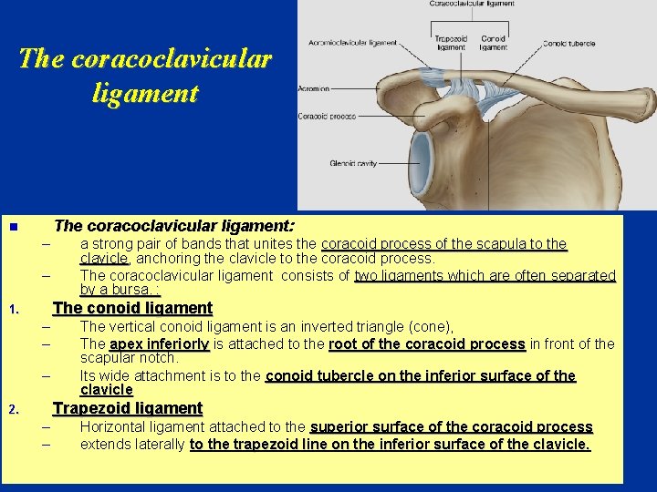 The coracoclavicular ligament: n – – a strong pair of bands that unites the