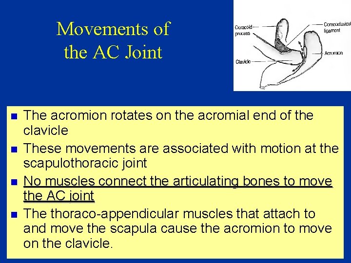 Movements of the AC Joint n n The acromion rotates on the acromial end