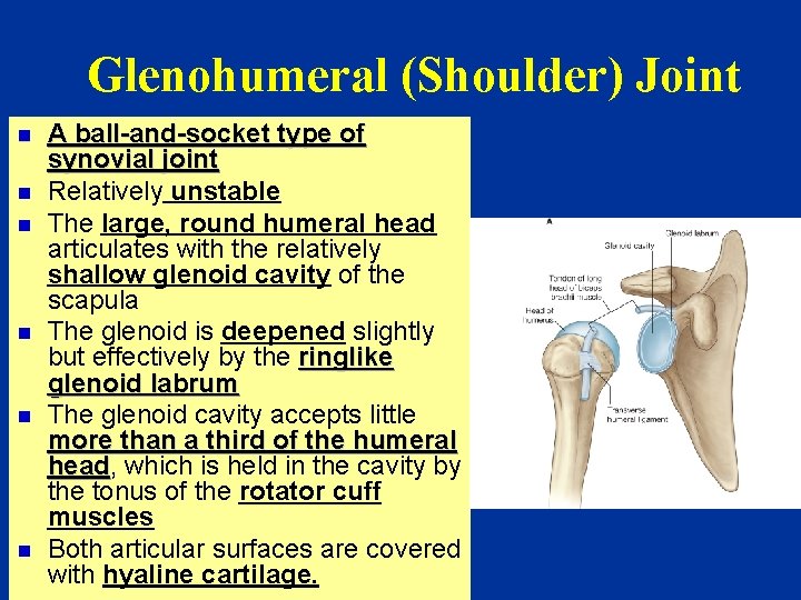 Glenohumeral (Shoulder) Joint n n n A ball-and-socket type of synovial joint Relatively unstable