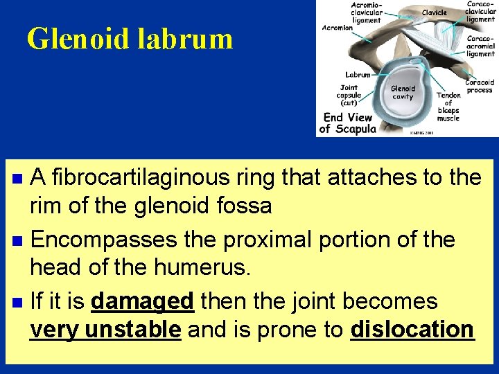 Glenoid labrum A fibrocartilaginous ring that attaches to the rim of the glenoid fossa