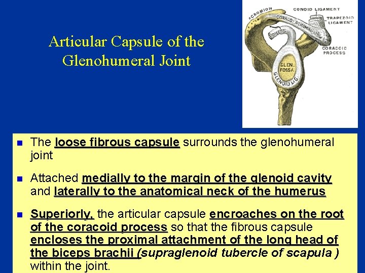 Articular Capsule of the Glenohumeral Joint n The loose fibrous capsule surrounds the glenohumeral
