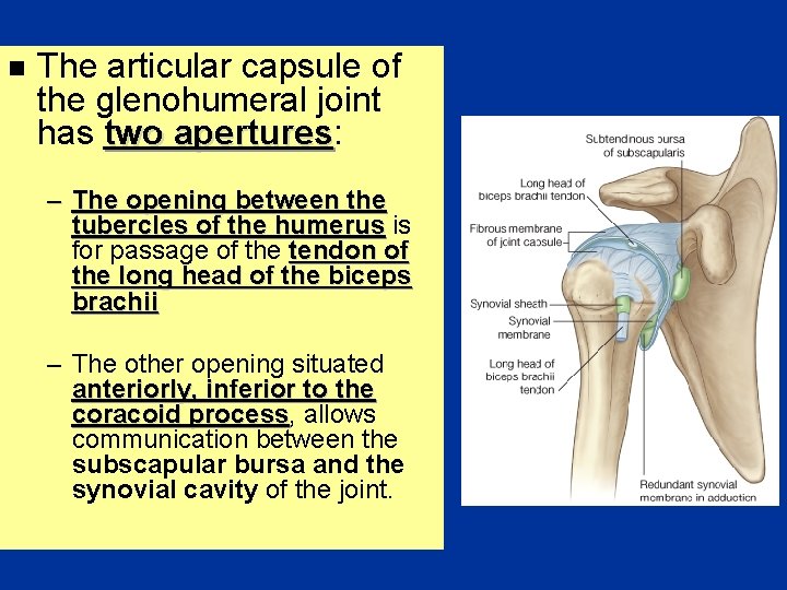 n The articular capsule of the glenohumeral joint has two apertures: apertures – The
