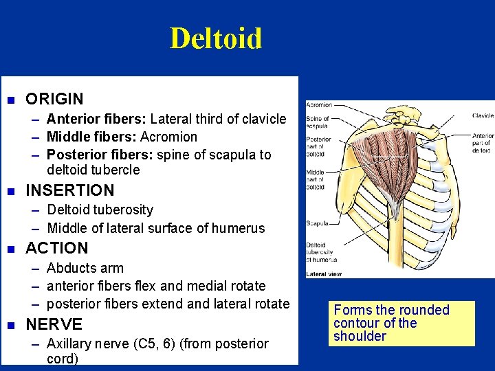 Deltoid n ORIGIN – Anterior fibers: Lateral third of clavicle – Middle fibers: Acromion