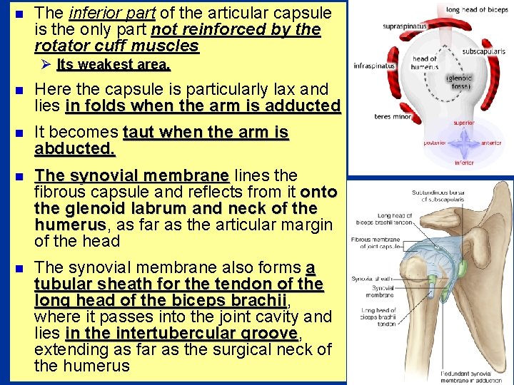 n The inferior part of the articular capsule is the only part not reinforced