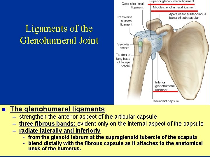 Ligaments of the Glenohumeral Joint n The glenohumeral ligaments: ligaments – – – strengthen