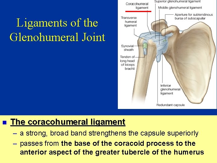 Ligaments of the Glenohumeral Joint n The coracohumeral ligament – a strong, broad band