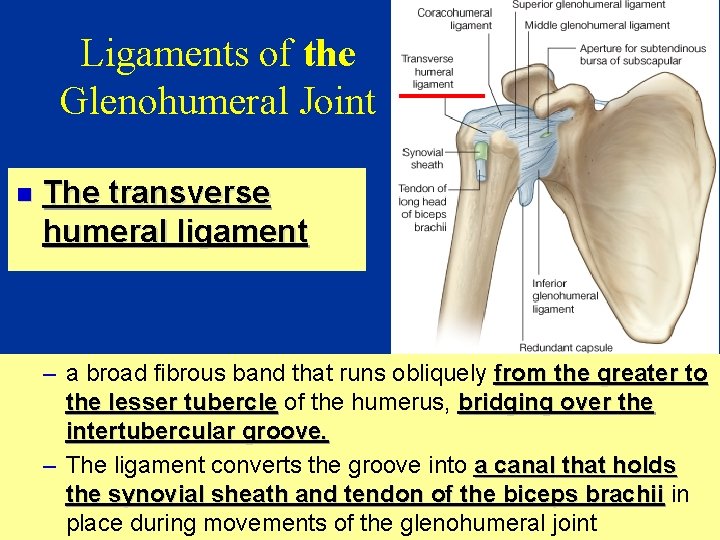 Ligaments of the Glenohumeral Joint n The transverse humeral ligament – a broad fibrous
