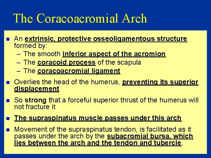 The Coracoacromial Arch n An extrinsic, protective osseoligamentous structure formed by: – The smooth