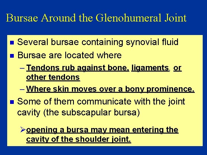 Bursae Around the Glenohumeral Joint n n Several bursae containing synovial fluid Bursae are