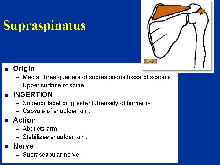 Supraspinatus n Origin – Medial three quarters of supraspinous fossa of scapula – Upper