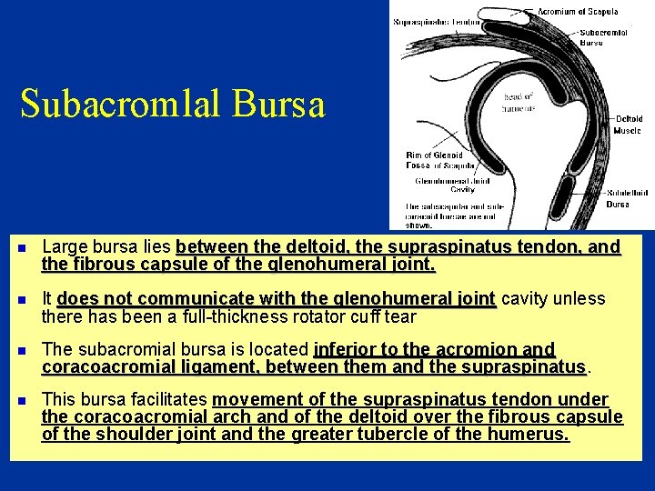 Subacromlal Bursa n Large bursa lies between the deltoid, the supraspinatus tendon, and the