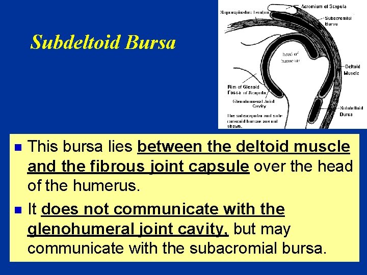 Subdeltoid Bursa n n This bursa lies between the deltoid muscle and the fibrous