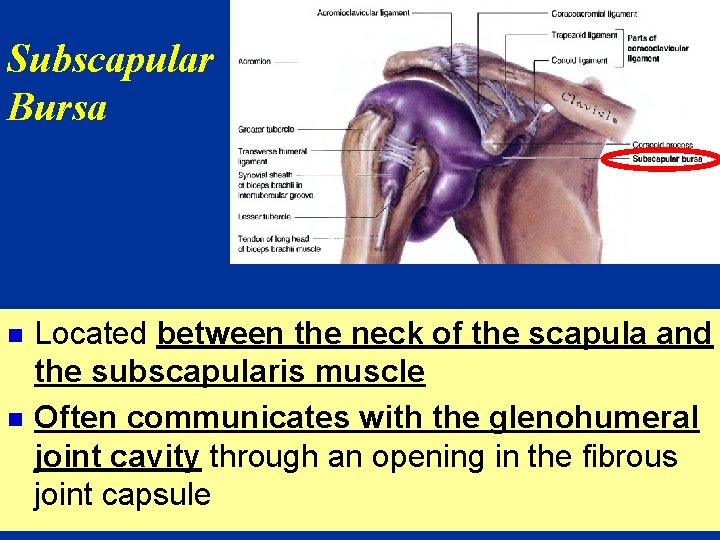 Subscapular Bursa n n Located between the neck of the scapula and the subscapularis