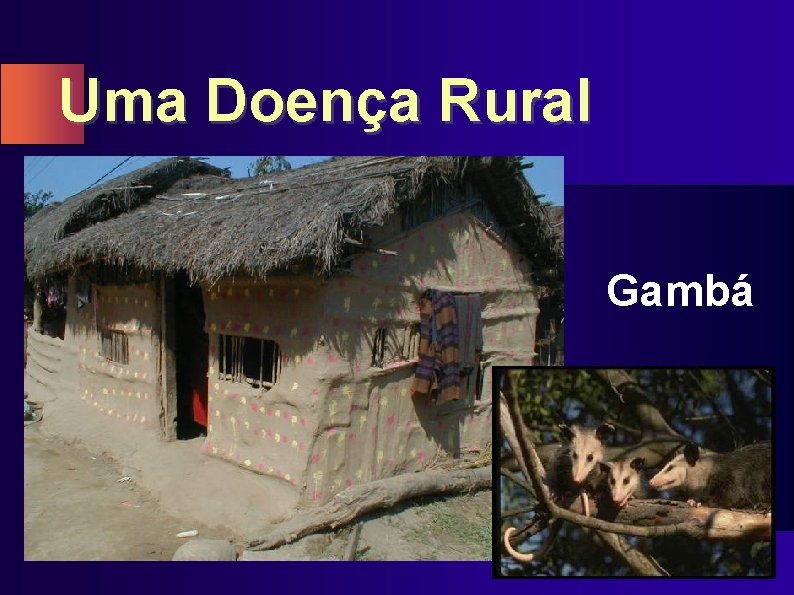 Uma Doença Rural Gambá 