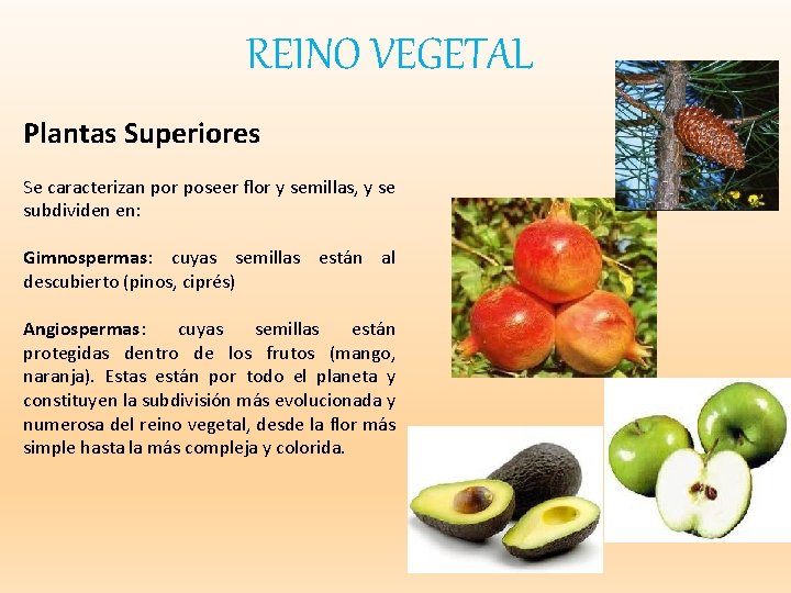 REINO VEGETAL Plantas Superiores Se caracterizan por poseer flor y semillas, y se subdividen