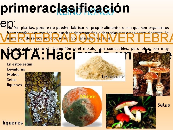 primeraclasificación REINO HONGO en: No son plantas, porque no pueden fabricar su propio alimento,