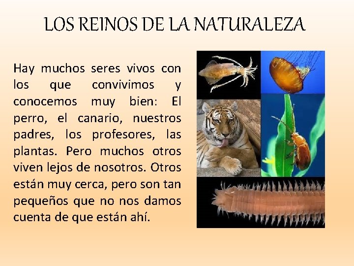 LOS REINOS DE LA NATURALEZA Hay muchos seres vivos con los que convivimos y