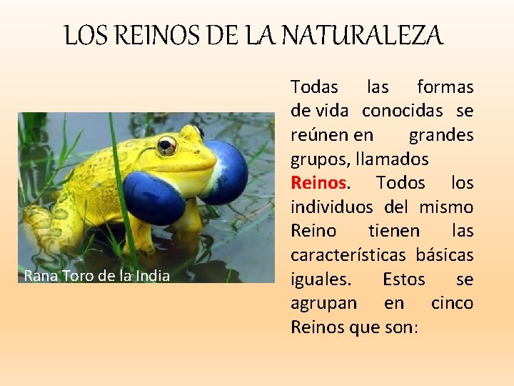 LOS REINOS DE LA NATURALEZA Rana Toro de la India Todas las formas de