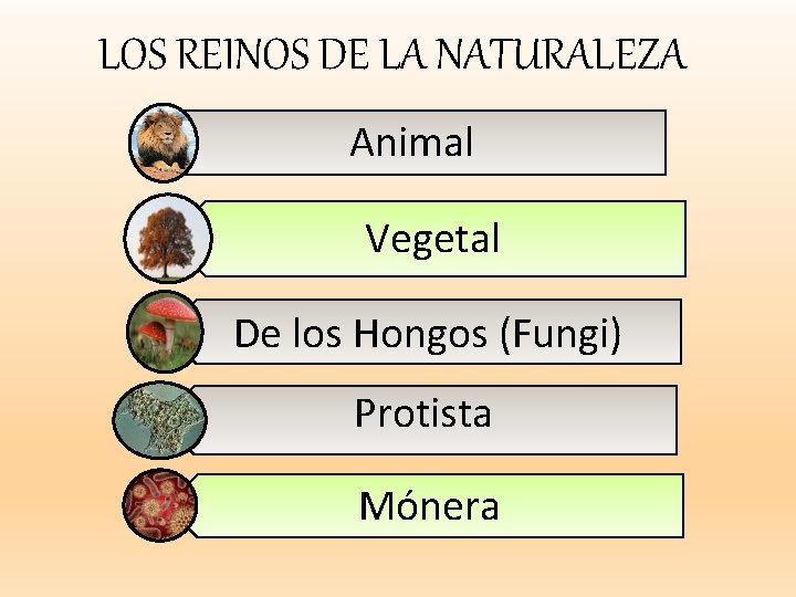 LOS REINOS DE LA NATURALEZA Animal Vegetal De los Hongos (Fungi) Protista Mónera 