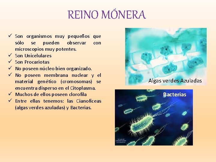 REINO MÓNERA ü Son organismos muy pequeños que sólo se pueden observar con microscopios