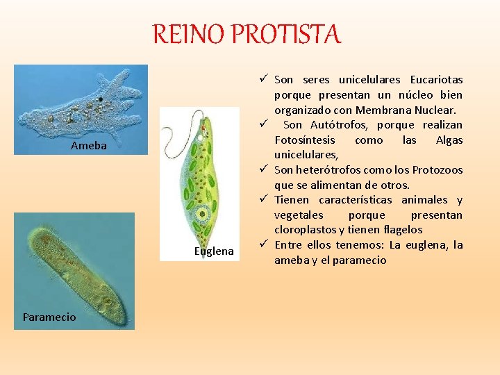REINO PROTISTA Ameba Euglena Paramecio ü Son seres unicelulares Eucariotas porque presentan un núcleo