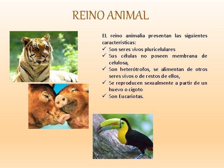 REINO ANIMAL EL reino animalia presentan las siguientes características: ü Son seres vivos pluricelulares