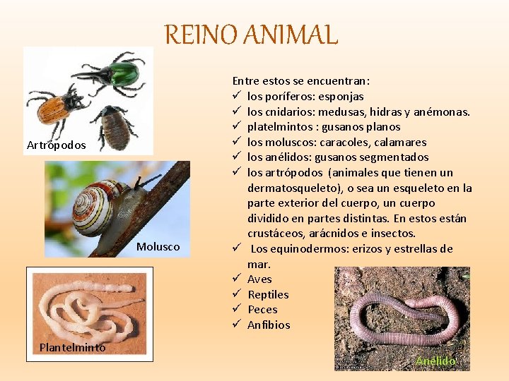 REINO ANIMAL Artrópodos Molusco Plantelminto Entre estos se encuentran: ü los poríferos: esponjas ü