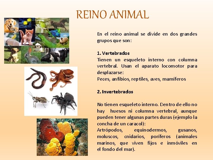 REINO ANIMAL En el reino animal se divide en dos grandes grupos que son: