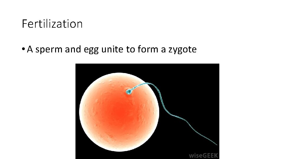 Fertilization • A sperm and egg unite to form a zygote 