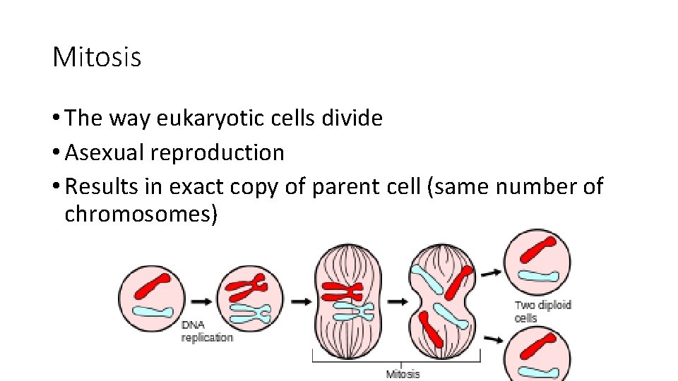 Mitosis • The way eukaryotic cells divide • Asexual reproduction • Results in exact